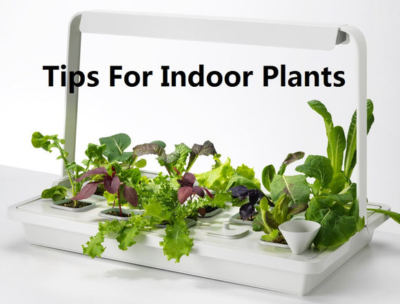 Good Tips For Your Indoor Gardening Project