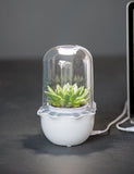 Cute Succulent LED Grow Light